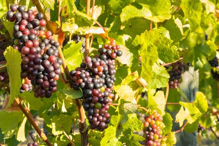 bunches of Pinot Noir grapes ripening on vine in vineyard at harvest timeの写真素材