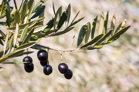 isolated ripe black olives growing on olive tree branch with blurred background and copy spaceの写真素材