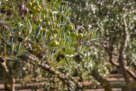 closeup of black olives ripening on olive tree at harvest timeの写真素材