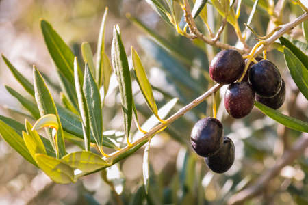 closeup of olive branch with ripe black olives and blurred backgroundの写真素材