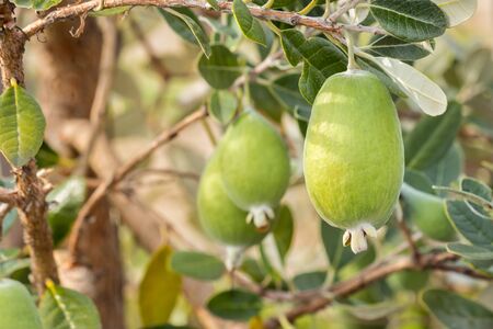 ripe feijoas growing on feijoa tree with blurred backgroundの写真素材