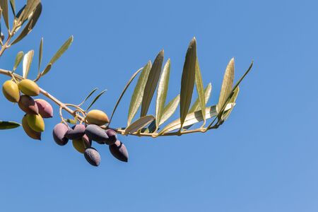 ripe kalamata olives on olive tree branch against blue sky with copy spaceの写真素材