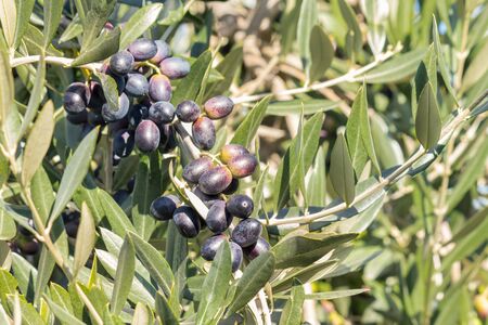 closeup of ripe black olives on olive tree branch growing in organic olive orchardの写真素材