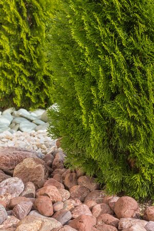 detail of rock garden with young thuja trees and colourful stonesの写真素材