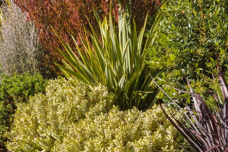 closeup of New Zealand native plants growing in ornamental gardenの写真素材