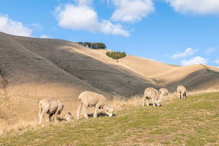 New Zealand rural landscape with flock of grazing merino sheepの写真素材