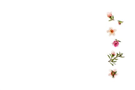 pink and white manuka tree flowers arranged into a column on white background with copy spaceの写真素材