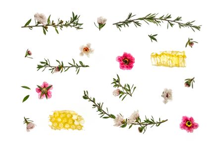 closeup of pink and white manuka tree flowers with honey isolated against white backgroundの写真素材