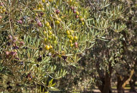 calamata olives ripening on olive tree with blurred background and copy spaceの写真素材