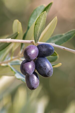 closeup of ripe black olives on olive tree with blurred background and copy spaceの写真素材