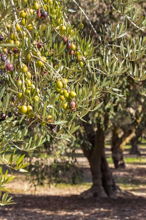 olive grove with kalamata olives ripening on olive trees at harvest timeの写真素材