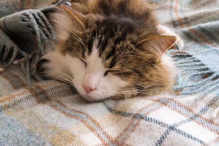 detail of a tabby cat face sleeping on a woollen blanketの写真素材