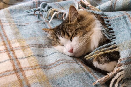 tabby cat sleeping underneath woollen blanket with copy space on leftの写真素材