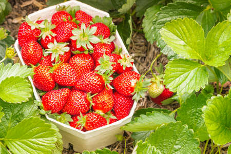 strawberry garden with freshly picked strawberries in a carton punnetの写真素材