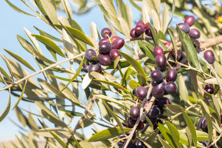 closeup of black Spanish olives ripening on olive tree against blue skyの写真素材