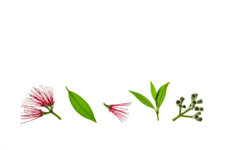 Metrosideros Excelsa - New Zealand Christmas tree red flowers and leaves isolated on white...