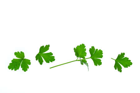 closeup of chopped flat-leaved parsley leaves on white background with copy space aboveの写真素材