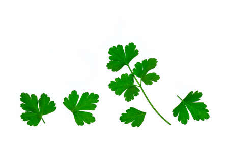 freshly chopped parsley leaves isolated on white background with copy spaceの写真素材
