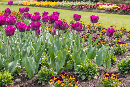 flowerbed with purple tulips in bloom and colourful blurred garden backgroundの写真素材