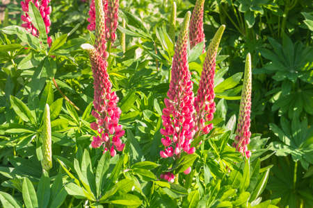 closeup of pink lupine flowers in bloom with blurred backgroundの写真素材