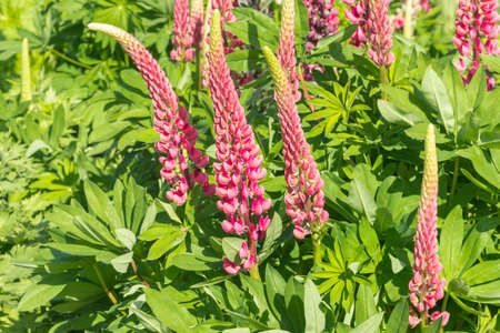 closeup of a lupinus plant with pink flowers in bloom and blurred backgroundの写真素材