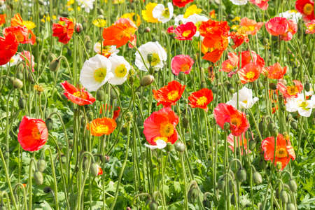 colourful Welsh poppy flowers in bloom field backgroundの写真素材