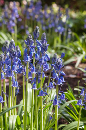 closeup of English bluebell flowers in bloom with blurred background and copy spaceの写真素材