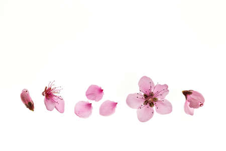 closeup of peach flowers in bloom isolated on white background with copy space aboveの写真素材
