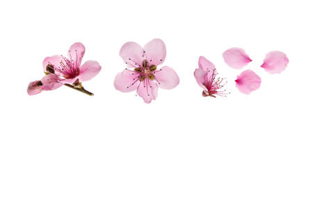 cherry flowers in bloom isolated on white background with copy space belowの写真素材