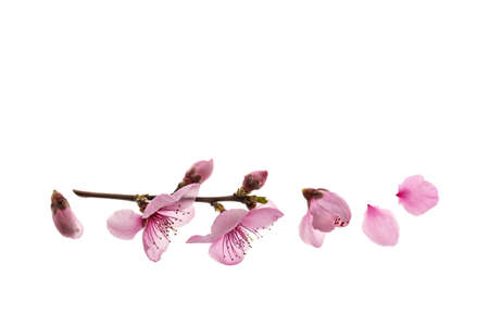 isolated pink cherry tree flowers and buds with copy space aboveの写真素材