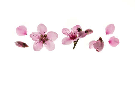 peach flowers and buds isolated on white background with copy spaceの写真素材