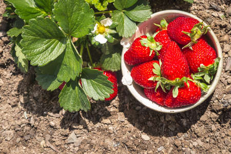 freshly picked organic strawberries in porcelain bowl with copy spaceの写真素材