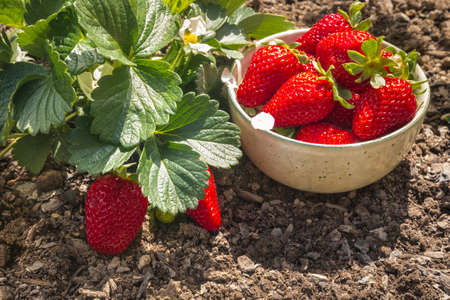 closeup of ripe strawberries in a porcelain bowl with a strawberry plant growing in an organic gardenの写真素材
