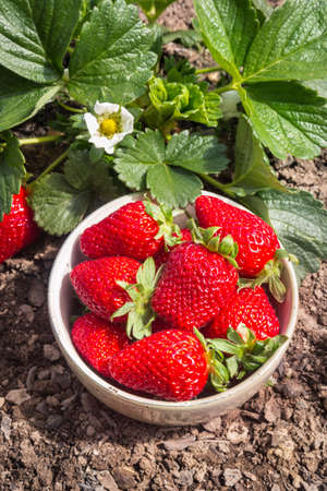 closeup of ripe organic strawberries in porcelain bowl in strawberry gardenの写真素材