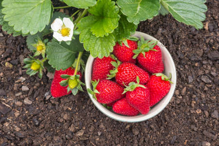 ripe strawberries in porcelain bowl with strawberry plant growing in organic garden and copy spaceの写真素材
