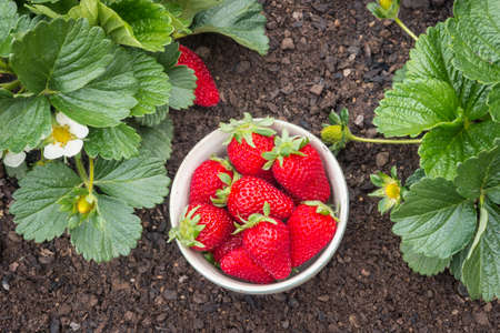freshly picked strawberries in porcelain bowl in strawberry gardenの写真素材