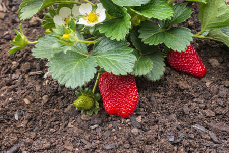 strawberry plant with ripe strawberries growing in garden with copy spaceの写真素材