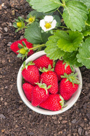 strawberry plant with freshly picked strawberries in porcelain bowl and copy spaceの写真素材