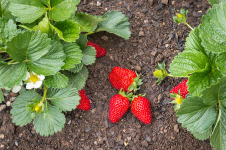 closeup of freshly picked ripe strawberries with strawberry plants in organic gardenの写真素材
