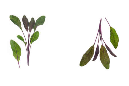 closeup of fresh garden sage leaves isolated on white background with copy spaceの写真素材
