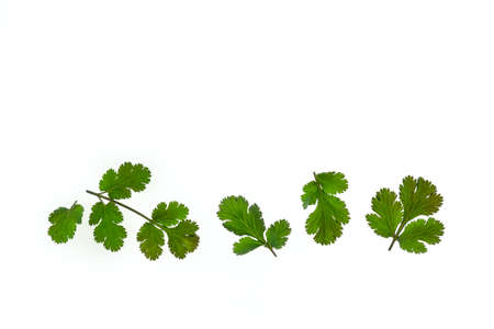 fresh cilantro leaves isolated on white background with copy space aboveの写真素材