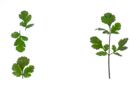 fresh coriander leaves isolated on white background with copy space in middleの写真素材