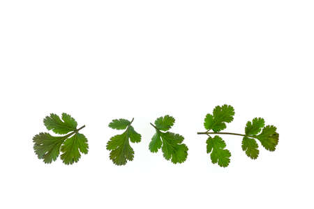 closeup of fresh coriander leaves isolated on white background with copy spaceの写真素材