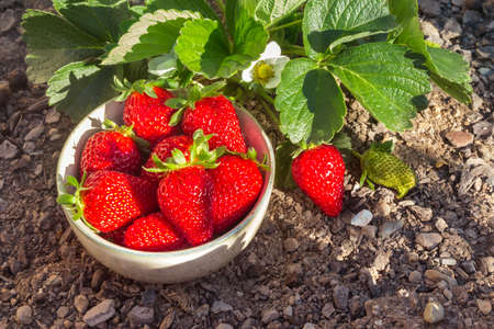 strawberry plant with freshly picked ripe strawberries in porcelain bowl and copy spaceの写真素材