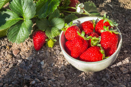 freshly picked ripe strawberries with strawberry plant growing in organic gardenの写真素材