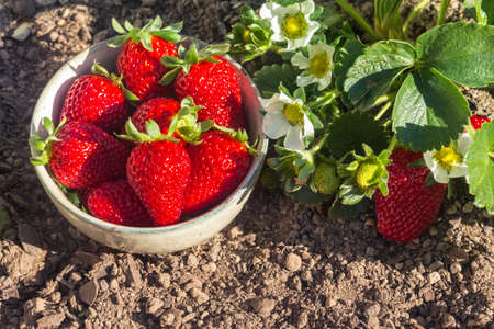 strawberry plant with flowers and ripe strawberries in porcelain bowlの写真素材