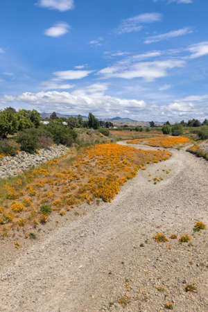 field of orange California poppies in bloom growing in dry riverbedの写真素材