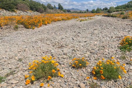 California golden poppies in bloom alongside Taylor River in Marlborough region, New Zealandの写真素材