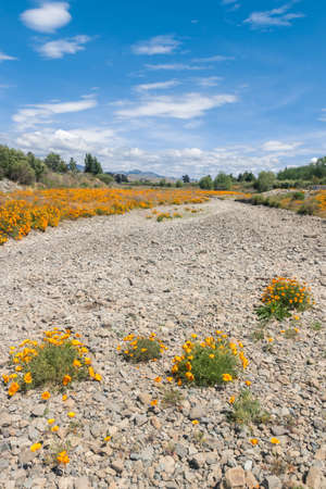 California golden poppies in bloom alongside Taylor River in Marlborough region, New Zealandの写真素材