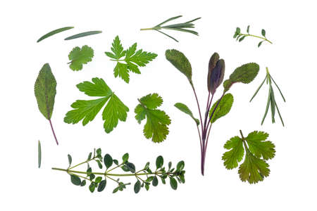 fresh herbs - coriander, parsley, sage, thyme and rosemary arranged on white backgroundの写真素材